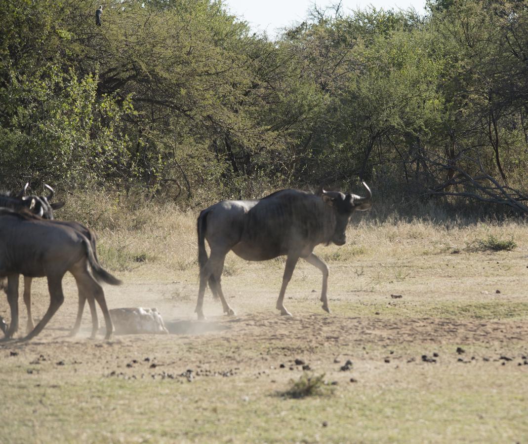 Phumelo Lodge Bela-Bela Eksteriør billede