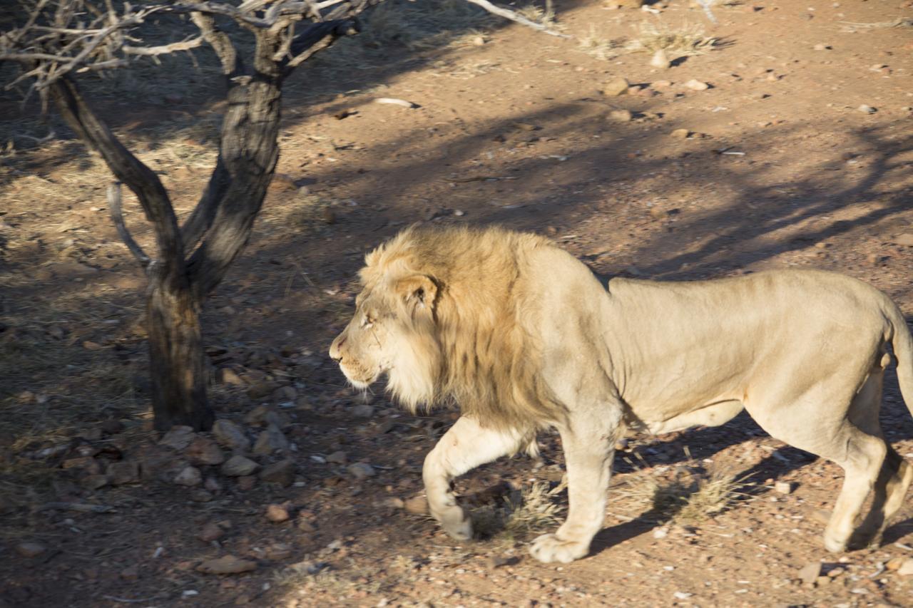 Phumelo Lodge Bela-Bela Eksteriør billede